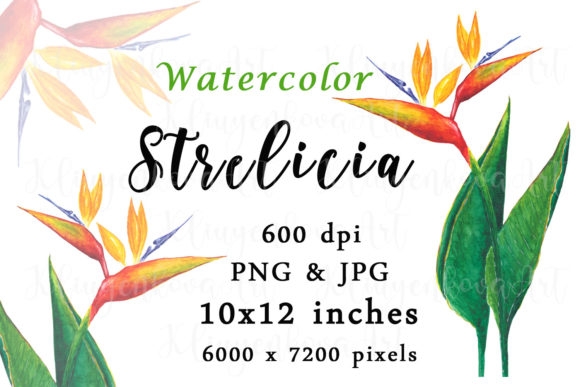 Flower Watercolor Sublimation PNG Review for Embroidery Projects