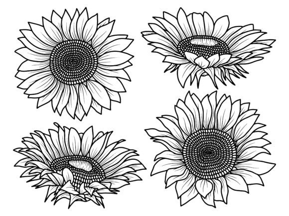 Sunflower Line Art Illustration: A Designer’s Honest Review